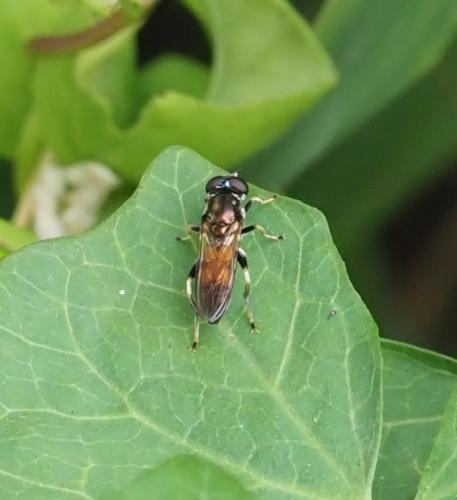 Xylota segnis